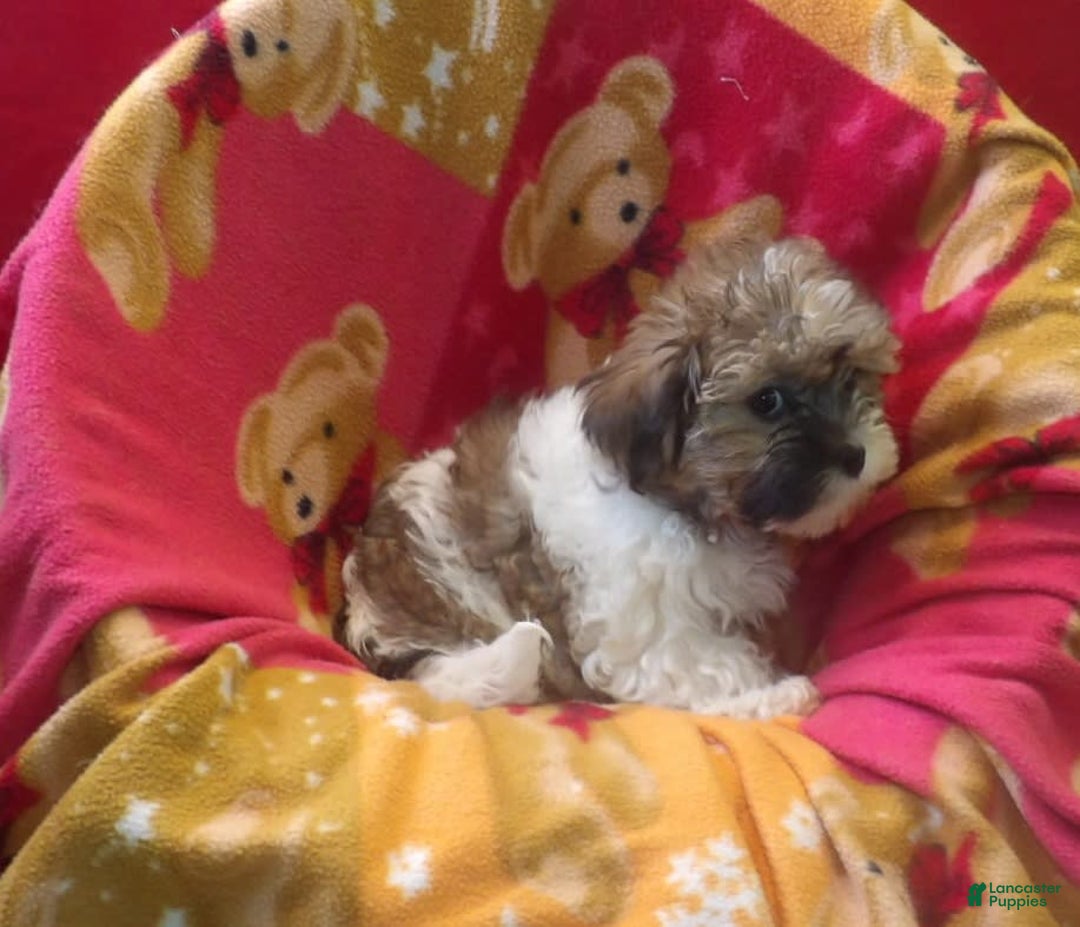 Malshi dogs for sale: Mia - Image 5