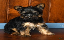 Yorkshire Terrier dogs for sale: Austin - Image 2