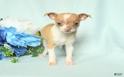 Chihuahua dogs for sale: Roxy - Image 3