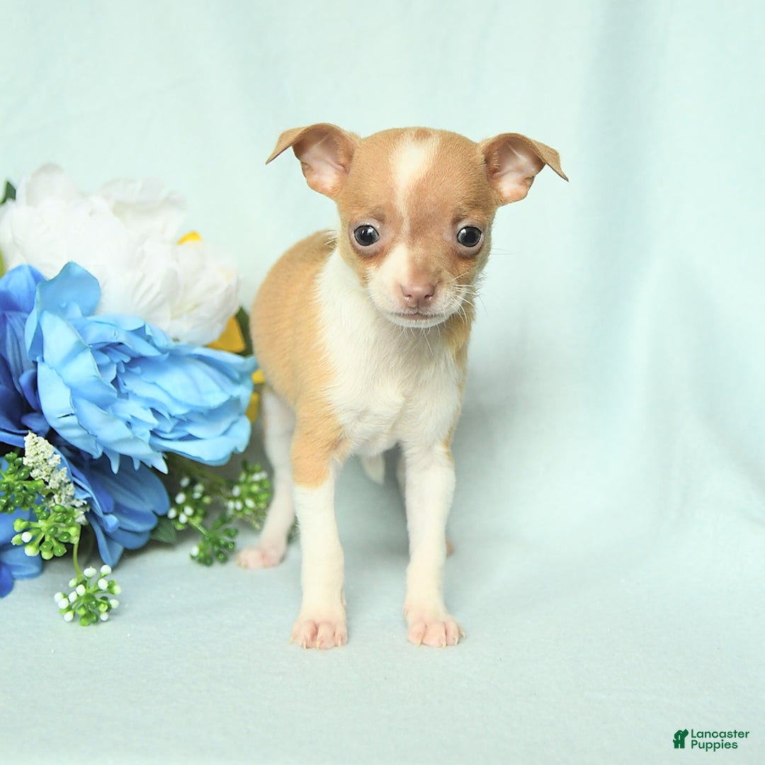 Chihuahua dogs for sale: Roxy - Image 3