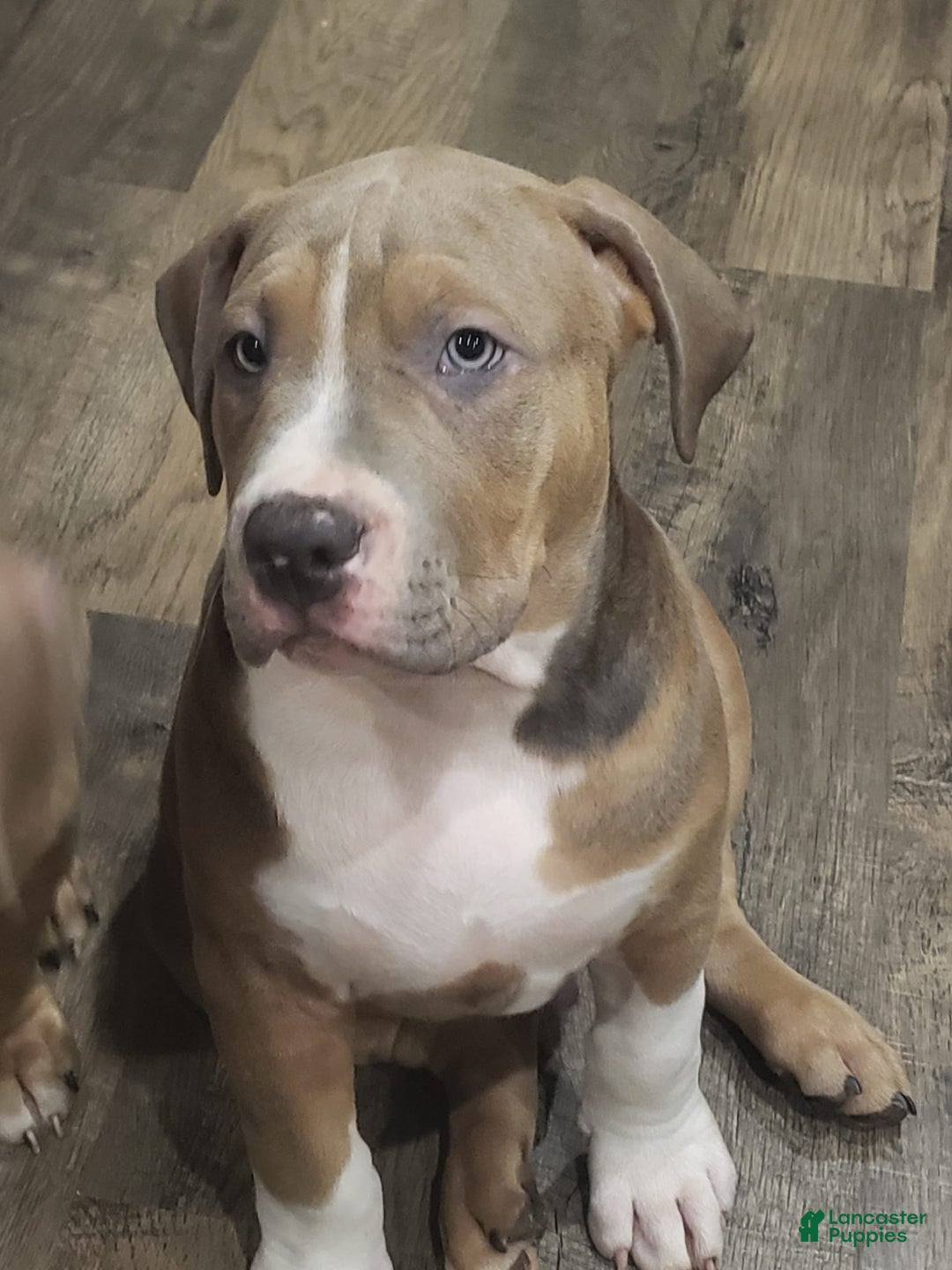 American Bully dogs for sale: Socks - Image 98