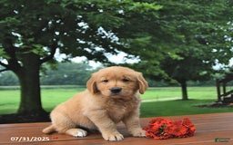Golden Retriever dogs for sale: Golden Retriever 8 puppies - Image 10