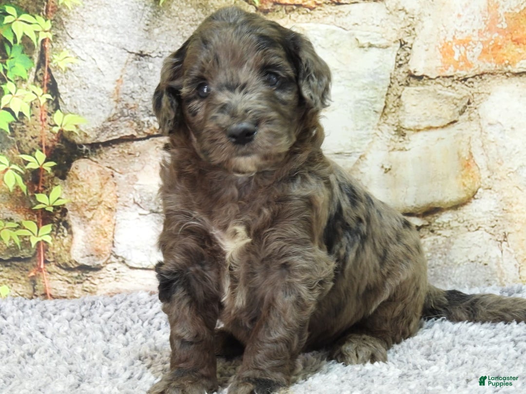 Mini Goldendoodle dogs for sale: Finn F1b - Image 6
