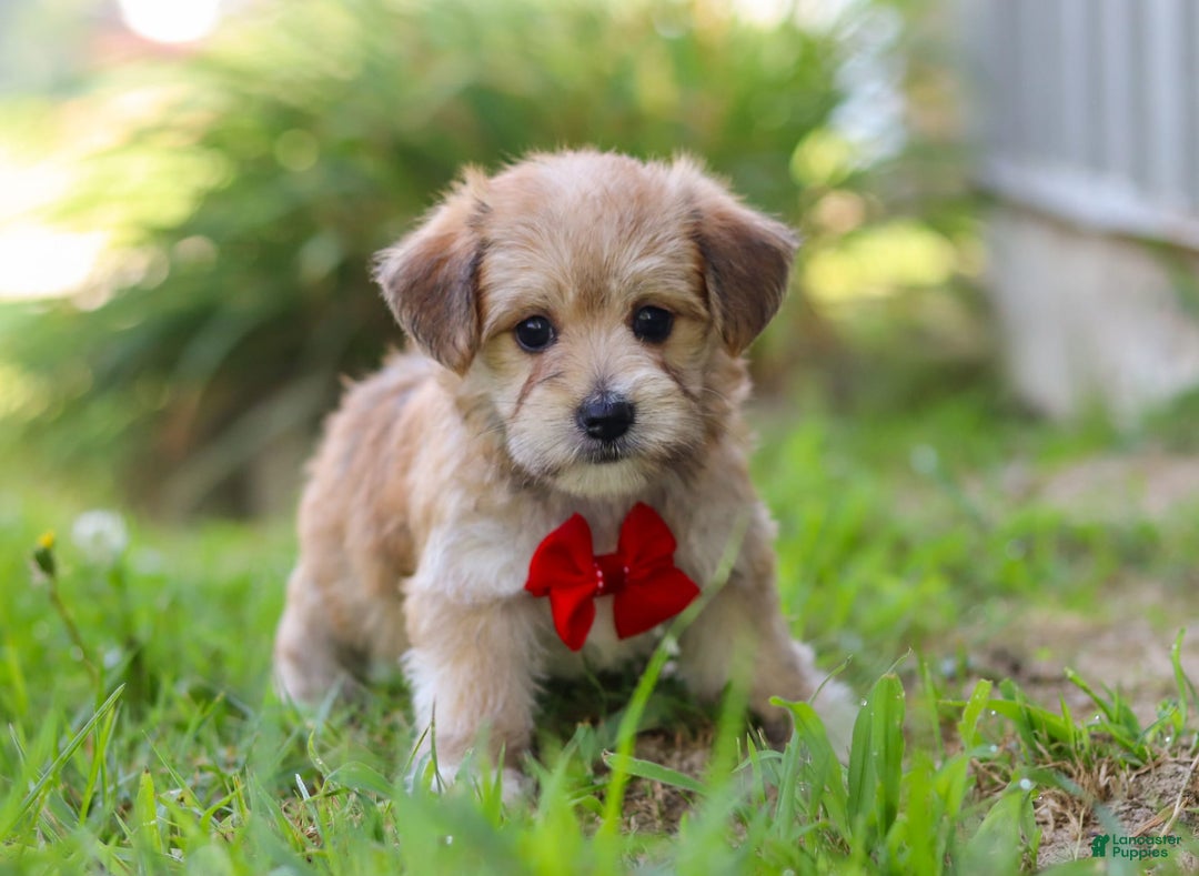 Morkie dogs for sale: Kelvin - Image 8