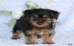 Yorkshire Terrier dogs for sale: Duke - Image 4