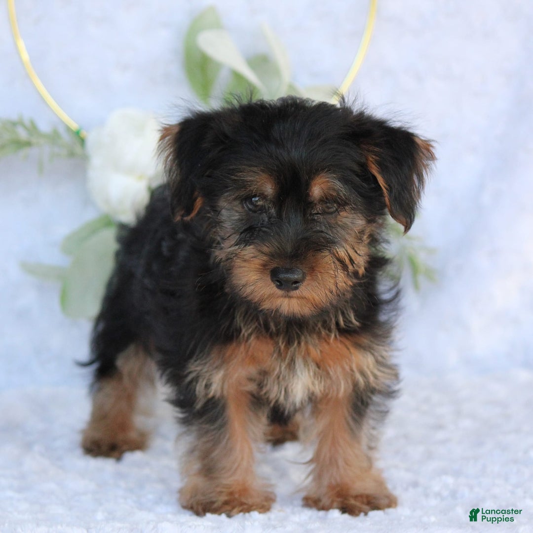 Yorkshire Terrier dogs for sale: Duke - Image 4