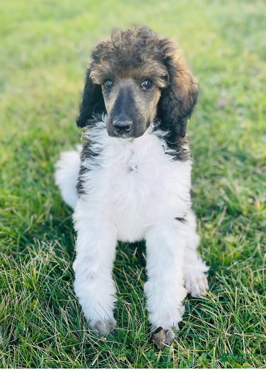 Standard Poodle dogs for sale: Josie - Image 2