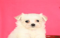 Maltese dogs for sale: Minnie - Image 3