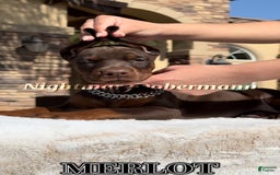 Doberman Pinscher dogs for sale: Malibu - Image 10