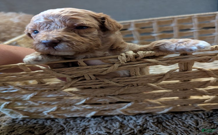 Bichpoo dogs - Advert 28