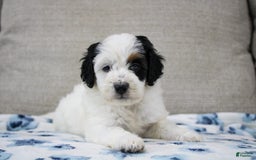 Mini Bernedoodle dogs for sale: Lennon - Image 23