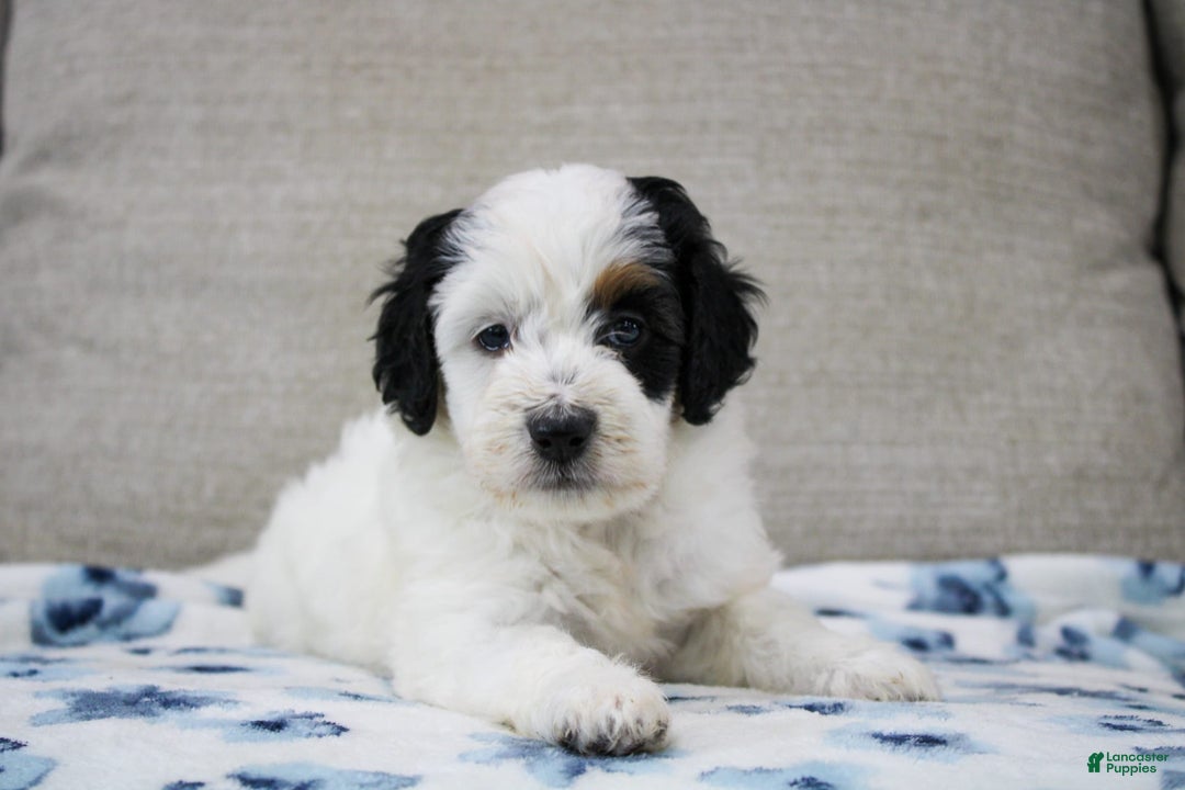 Mini Bernedoodle dogs for sale: Lennon - Image 23
