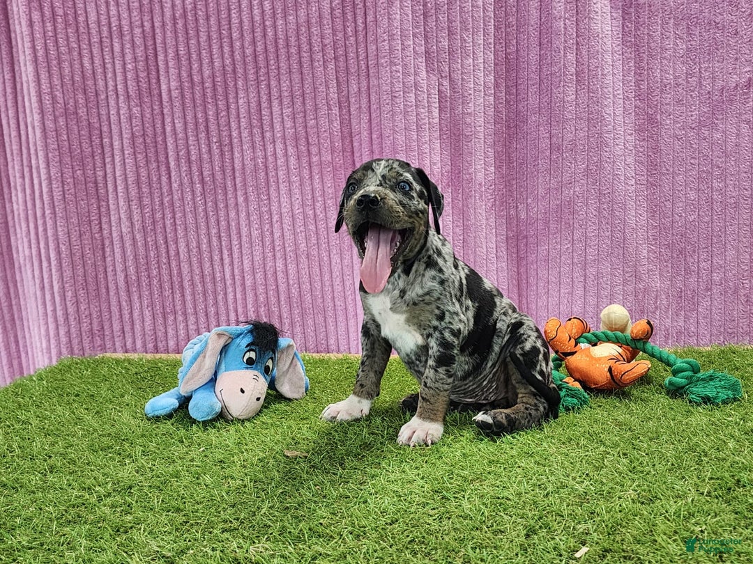 Catahoula Leopard Dog dogs for sale: Duchess 2025 Female 6 - Image 5