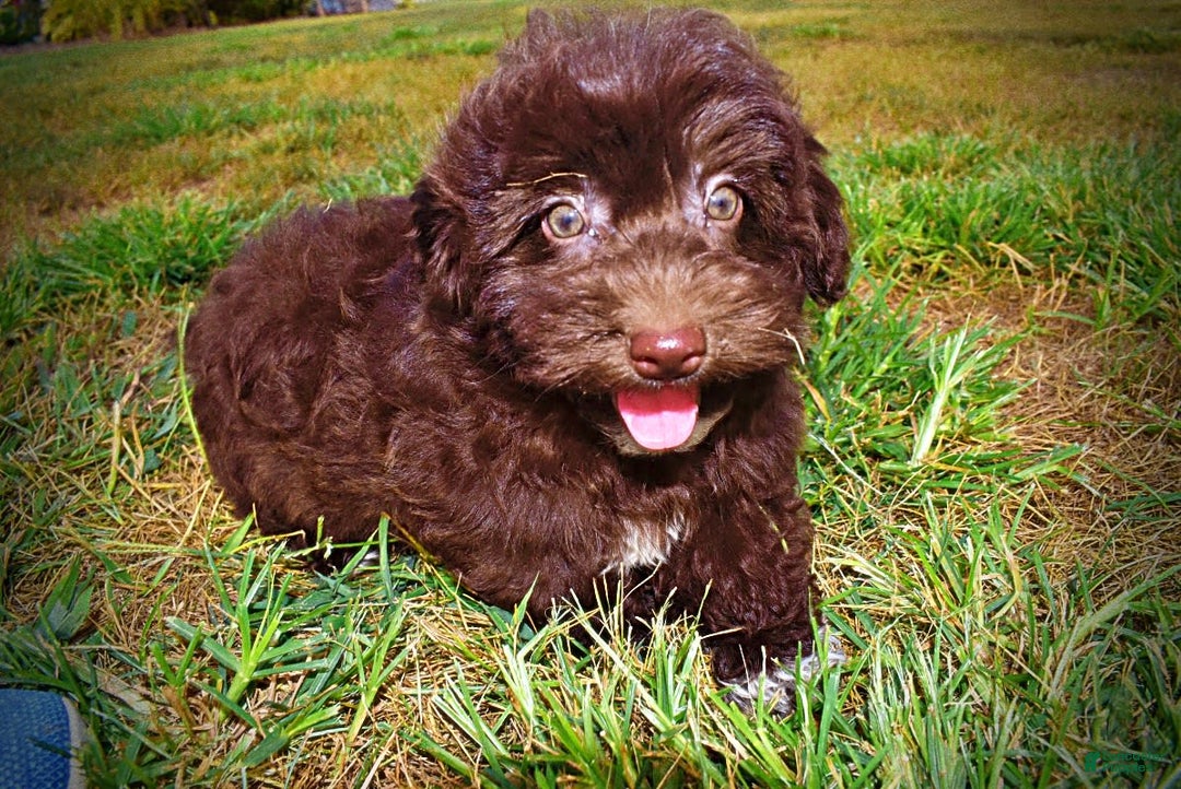 Havapoo dogs for sale: Karma - Image 8