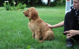 Golden Retriever dogs for sale: Gunther - Image 10