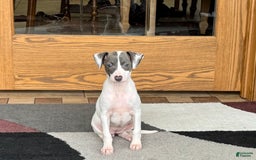 Italian Greyhound dogs for sale: Charity - Image 1