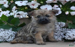 Cairn Terrier dogs for sale: Kibbles - Image 1