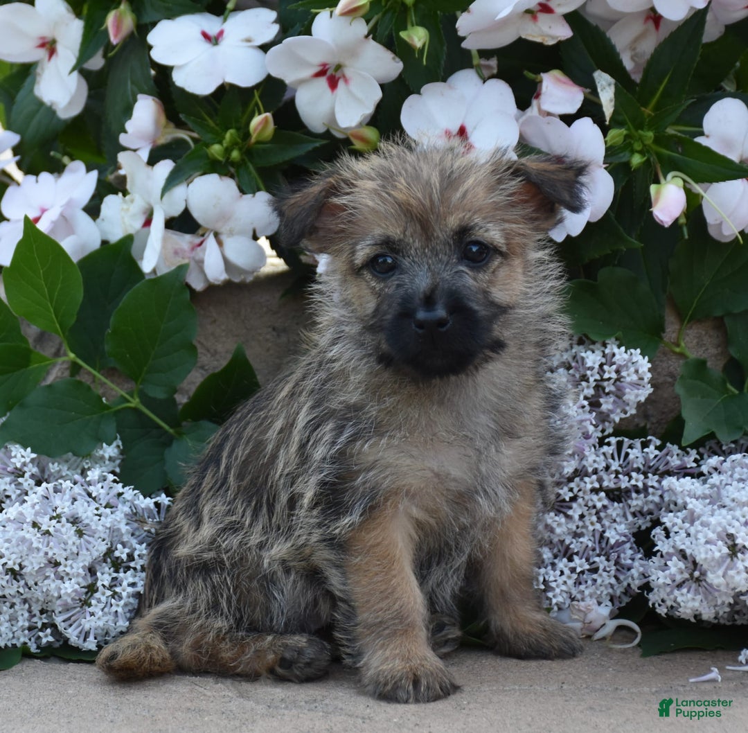 Cairn Terrier dogs for sale: Kibbles - Image 1