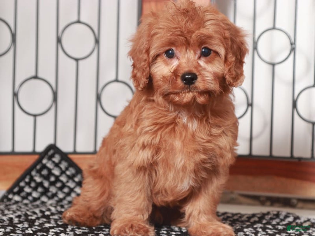 Cavapoo dogs for sale: Cavapoo 2 puppies - Image 6