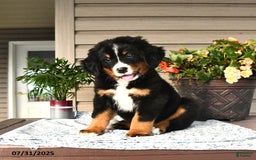 Bernese Mountain Dog dogs for sale: Buster - Image 4