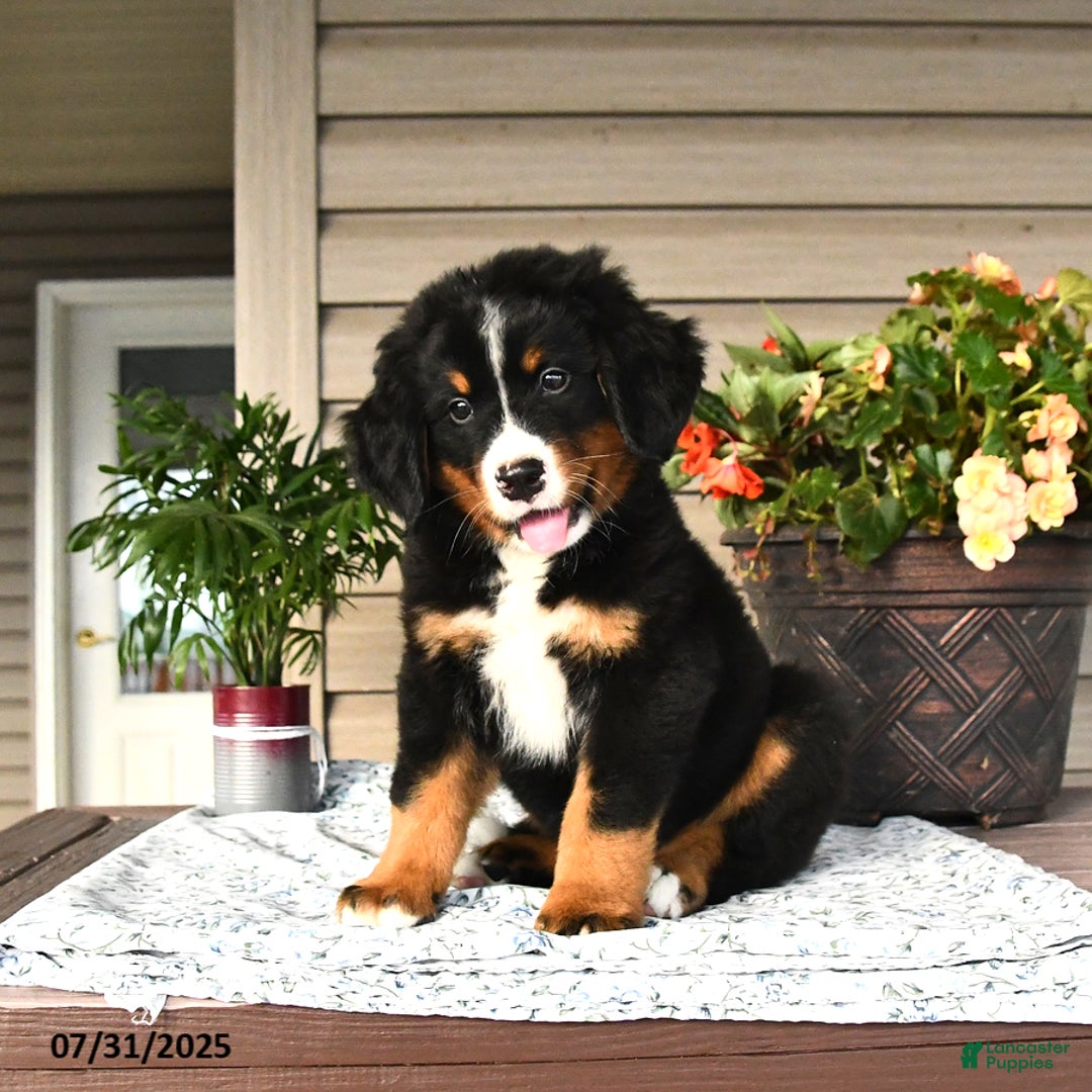 Bernese Mountain Dog dogs for sale: Buster - Image 4