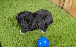 Cavapoo dogs for sale: Kaylee Boy - Image 2