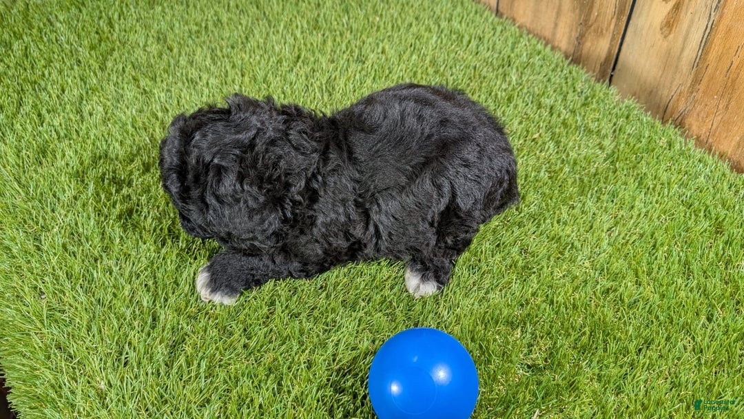 Cavapoo dogs for sale: Kaylee Boy - Image 2