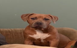 American Bully dogs for sale: Fawn/bluefawn - Image 6