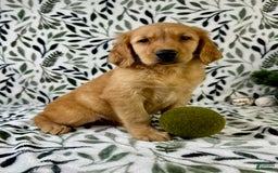 Golden Retriever dogs for sale: George - Listing for pets: George, Garrison, Geo - Image 3
