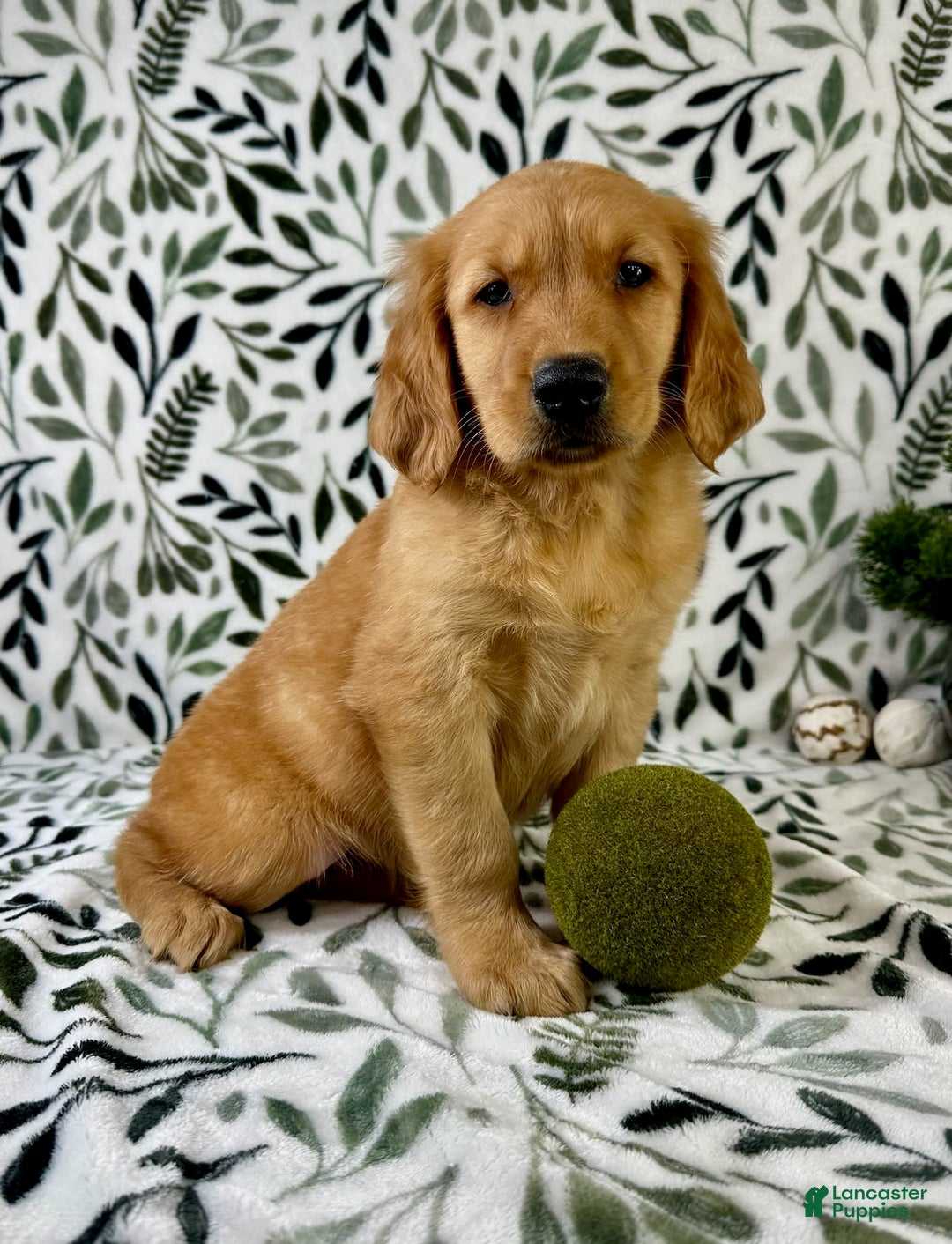 Golden Retriever dogs for sale: George - Listing for pets: George, Garrison, Geo - Image 3