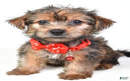 Yochon dogs for sale: Koda - Image 7