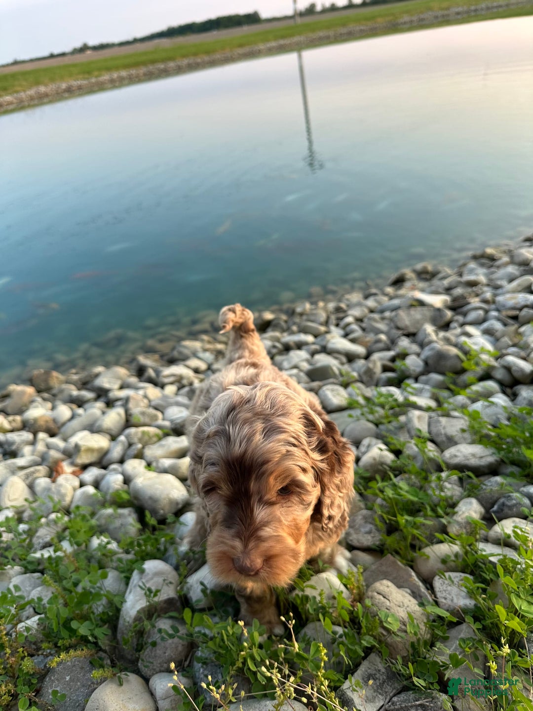 Labradoodle dogs for sale: Multigenerational Coco - Image 4