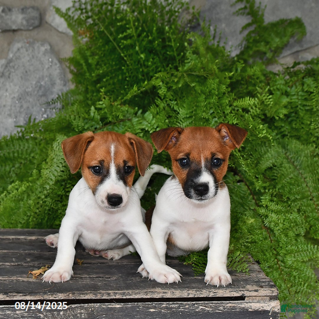 Jack Russell Terrier dogs for sale: Tucker - Image 2