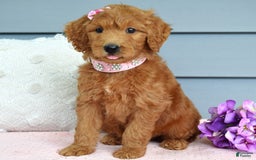 Goldendoodle dogs for sale: Cora - Image 9