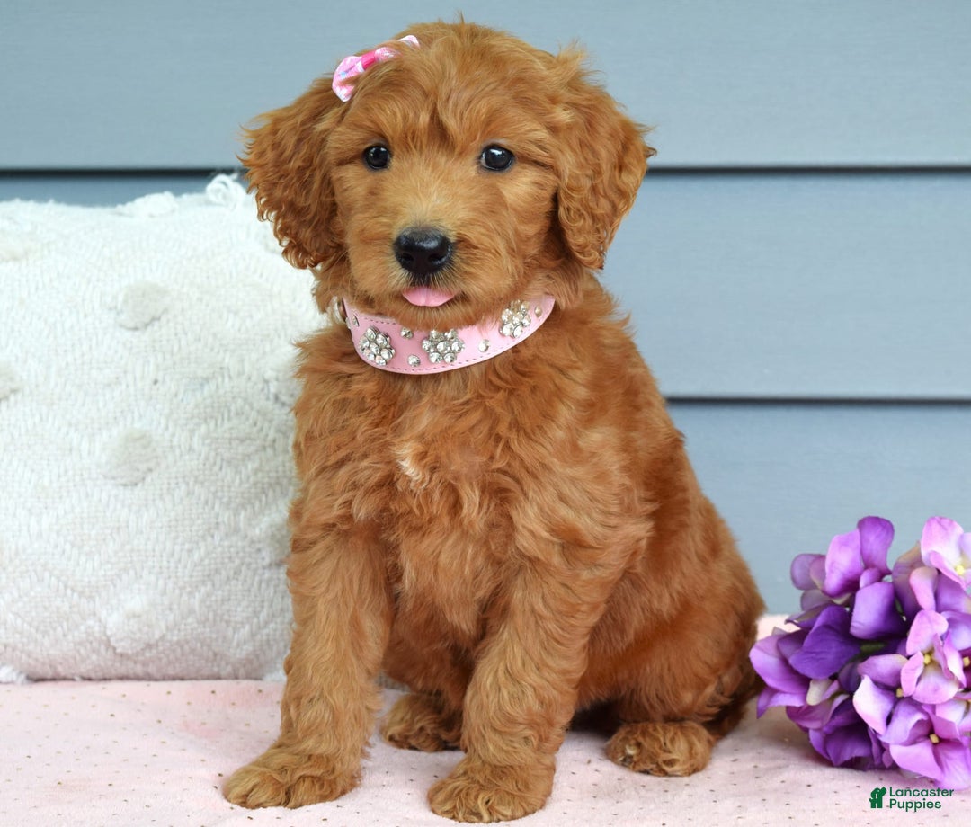Goldendoodle dogs for sale: Cora - Image 9