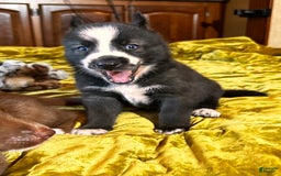 Gerberian Shepsky dogs for sale: Panda Bear - Image 1