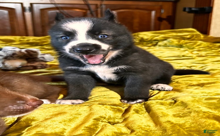 Gerberian Shepsky dogs for sale - Ad 1
