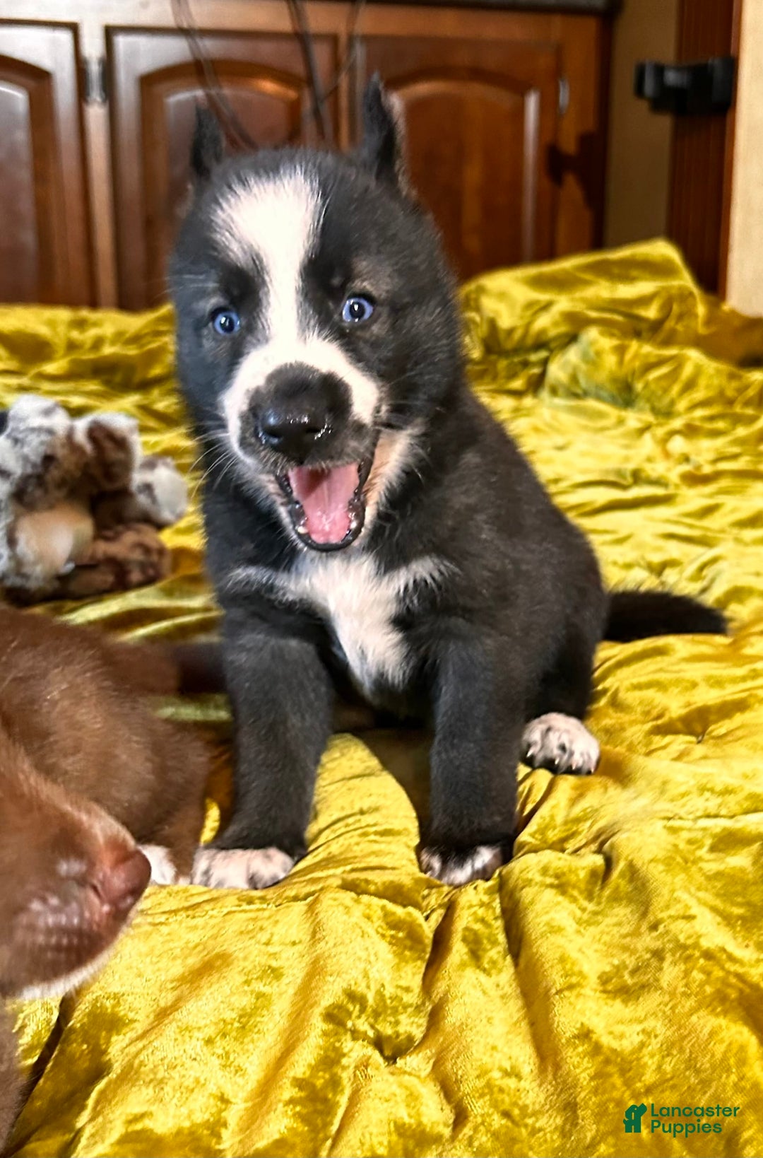 Gerberian Shepsky dogs for sale: Panda Bear - Image 1