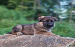 German Shepherd dogs for sale: Kaja - Image 5