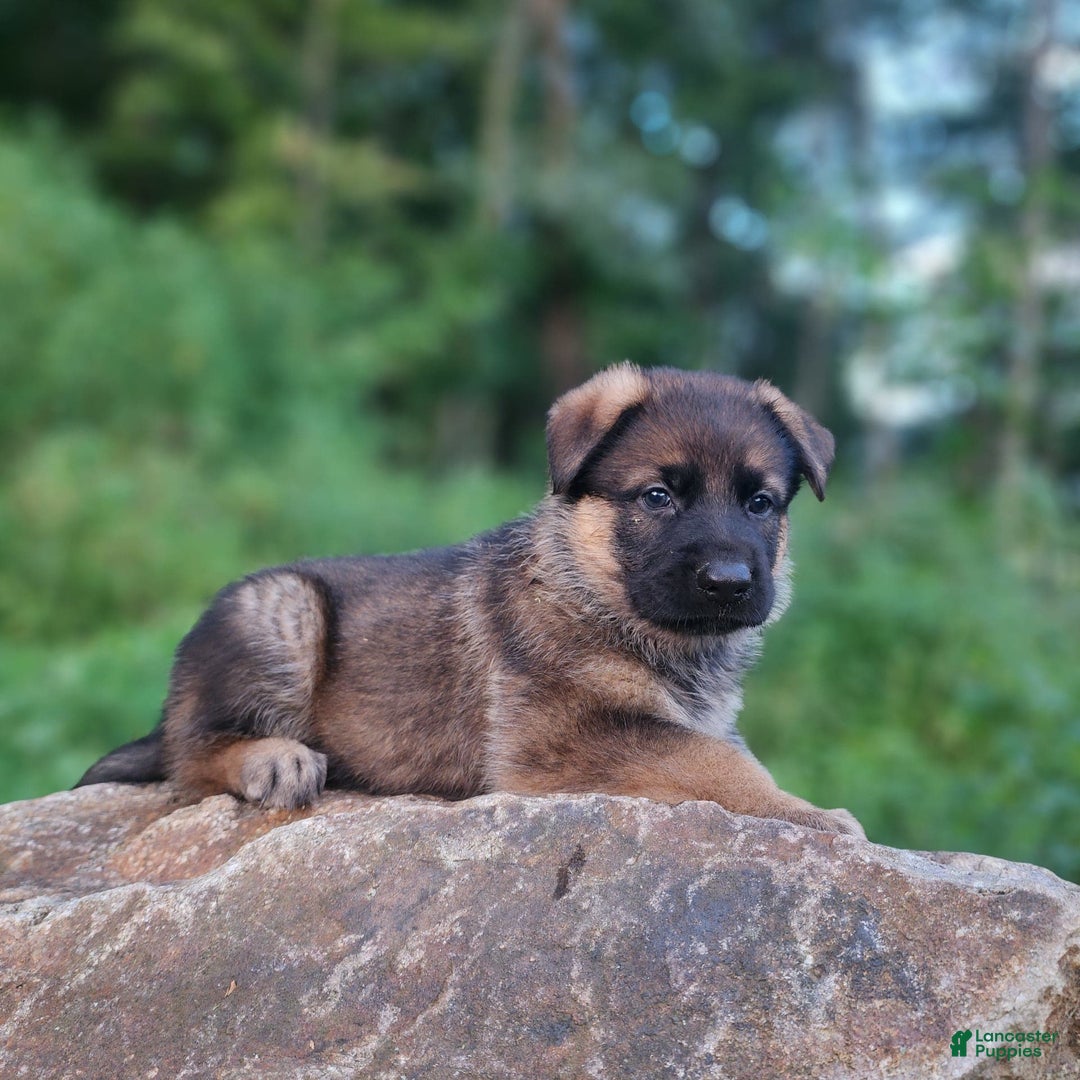 German Shepherd dogs for sale: Kaja - Image 5