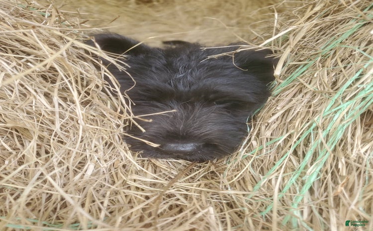 Labradoodle dogs for sale - Ad 1