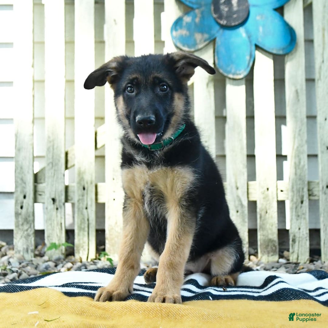 German Shepherd dogs for sale: Meadow - Image 7