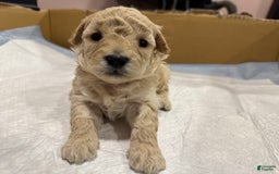 Toy Poodle dogs for sale: Phoenix - Image 2