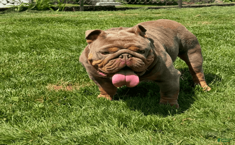 English Bulldog dogs for sale - Ad 2