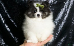 Pomeranian dogs for sale: Bingo - Image 2