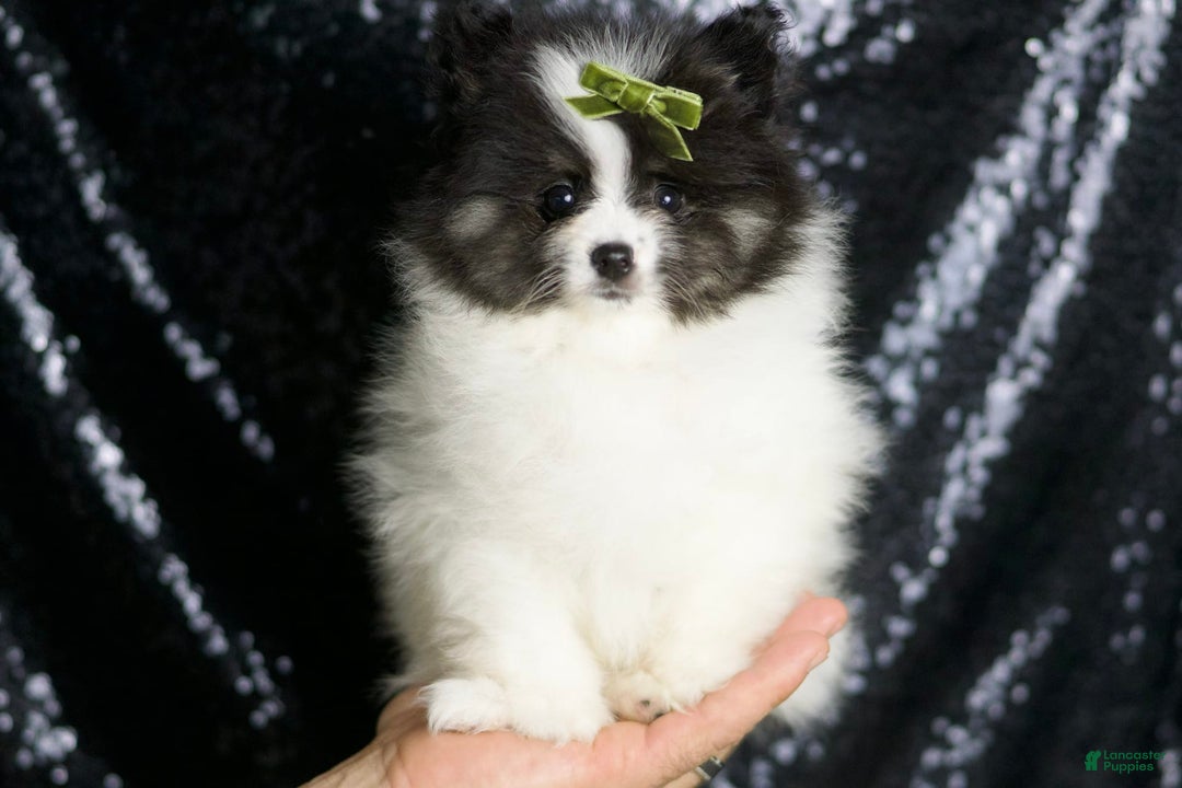 Pomeranian dogs for sale: Bingo - Image 2