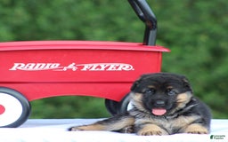 German Shepherd dogs for sale: Jessa - Image 3