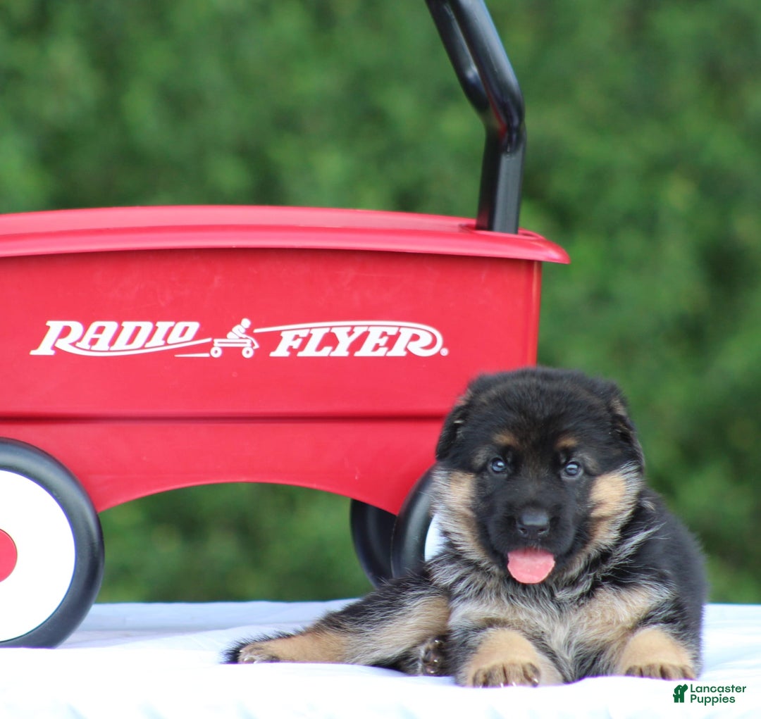 German Shepherd dogs for sale: Jessa - Image 3