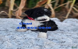 Portuguese Water Dog dogs for sale: Chad - Image 3