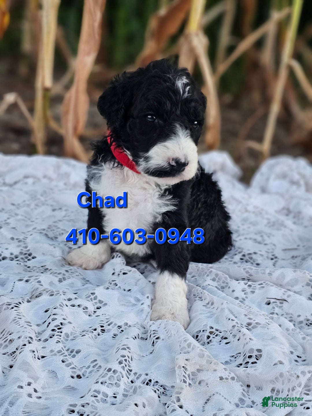 Portuguese Water Dog dogs for sale: Chad - Image 3